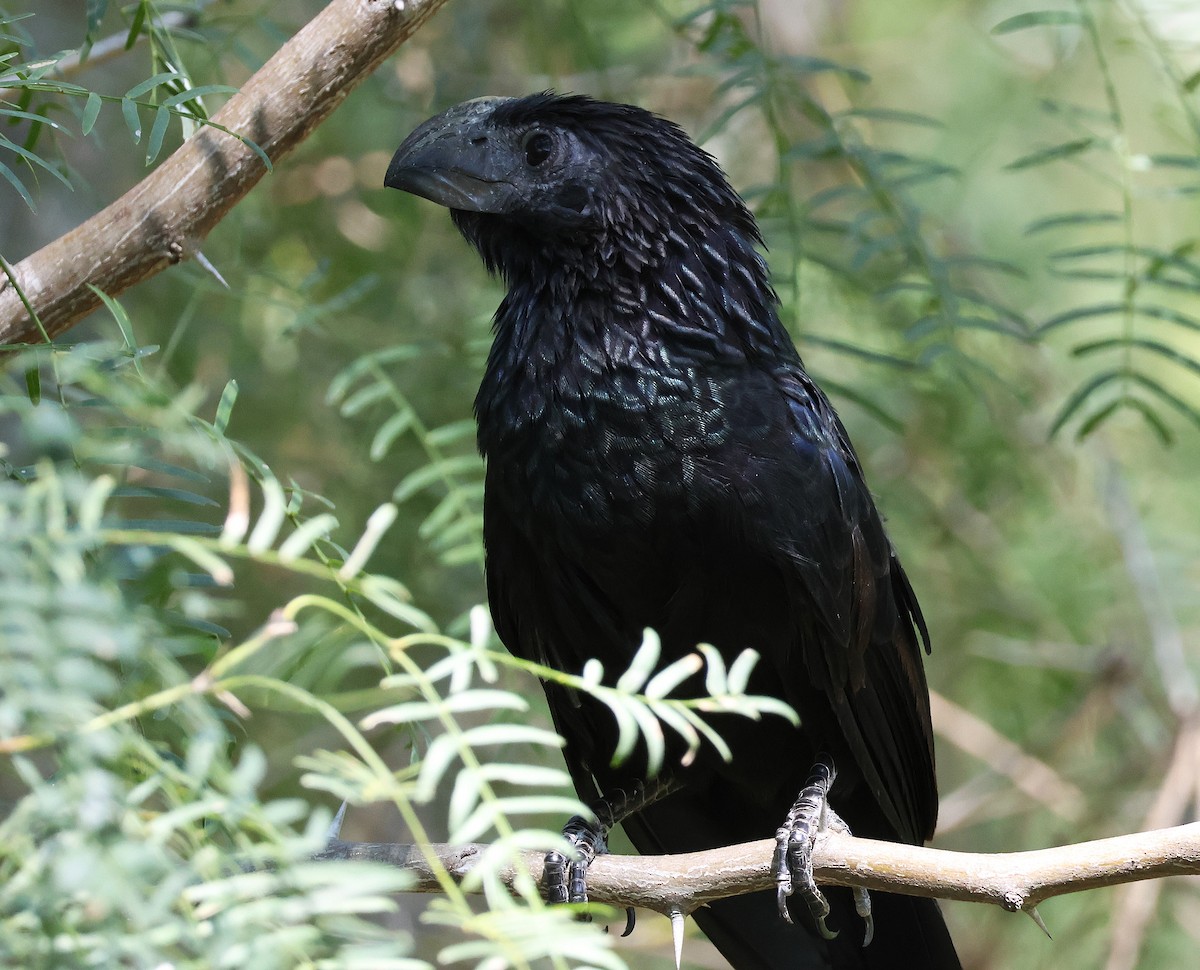 Groove-billed Ani - ML623129168