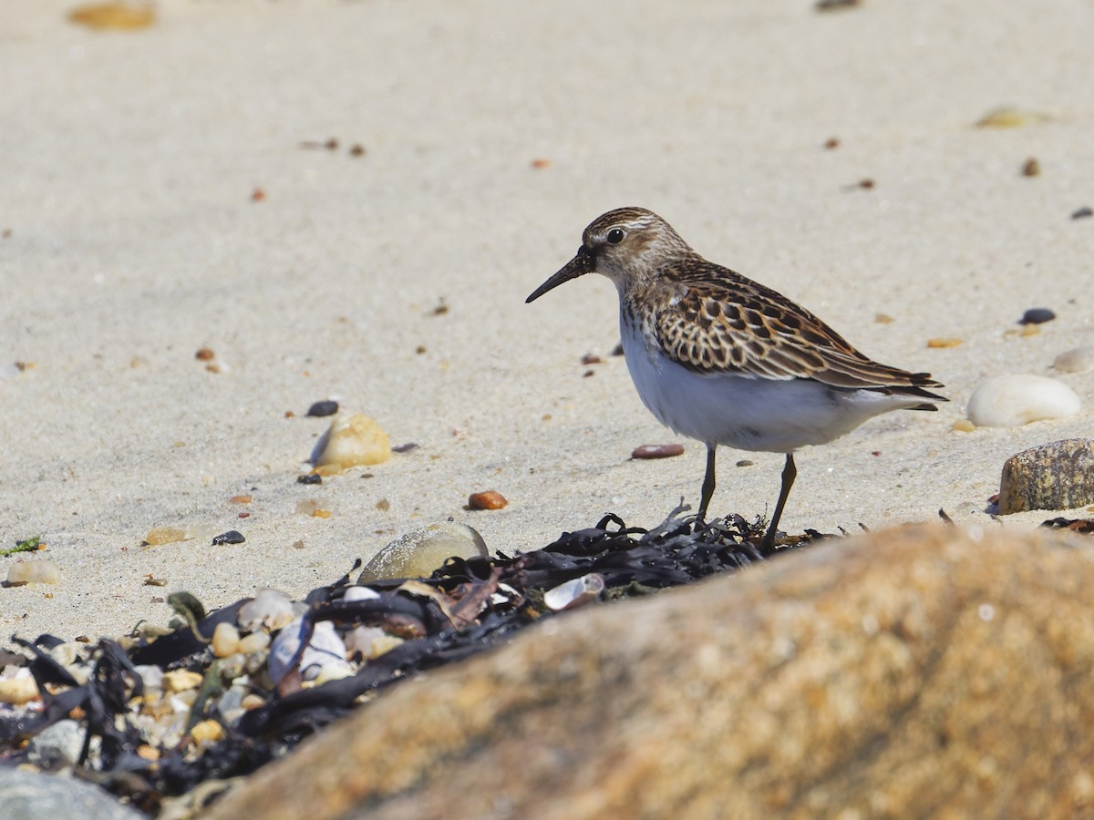 Least Sandpiper - ML623129179