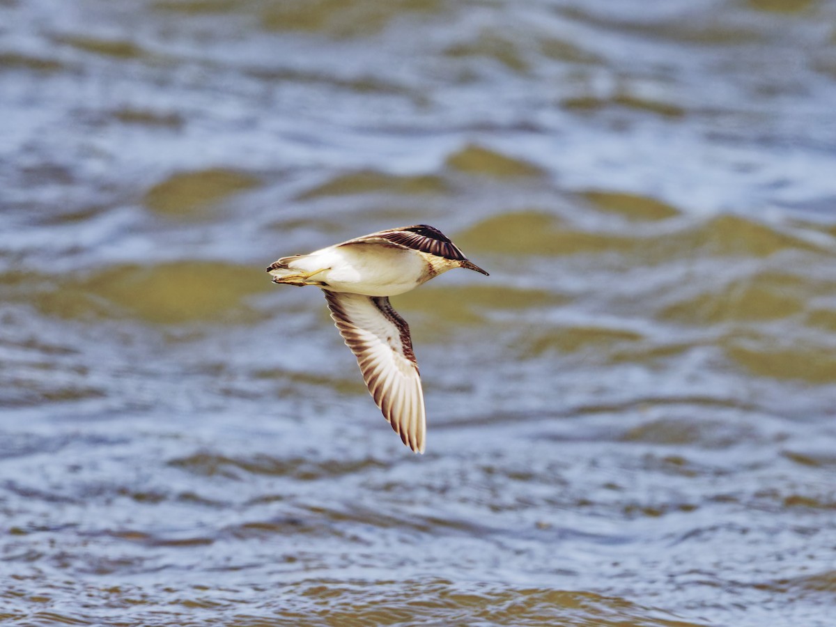 Least Sandpiper - ML623129180