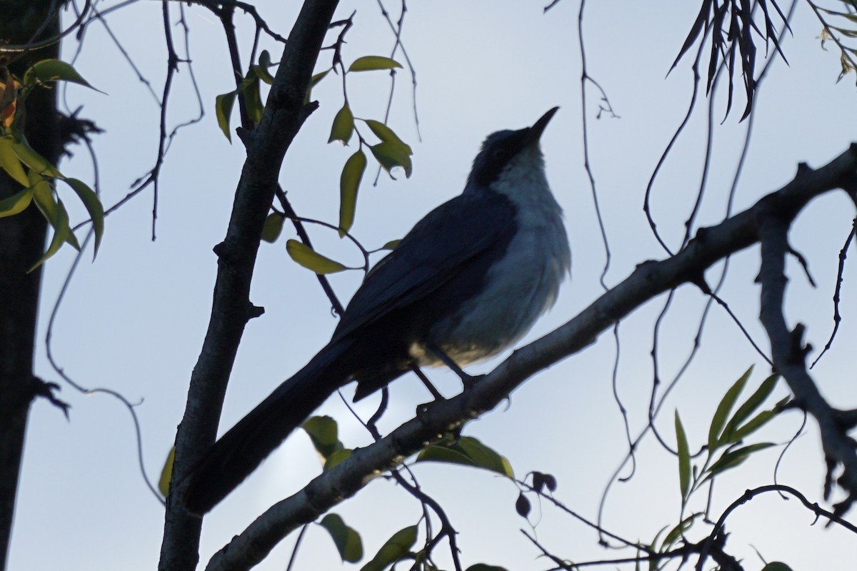 Blue-and-white Mockingbird - ML623129263