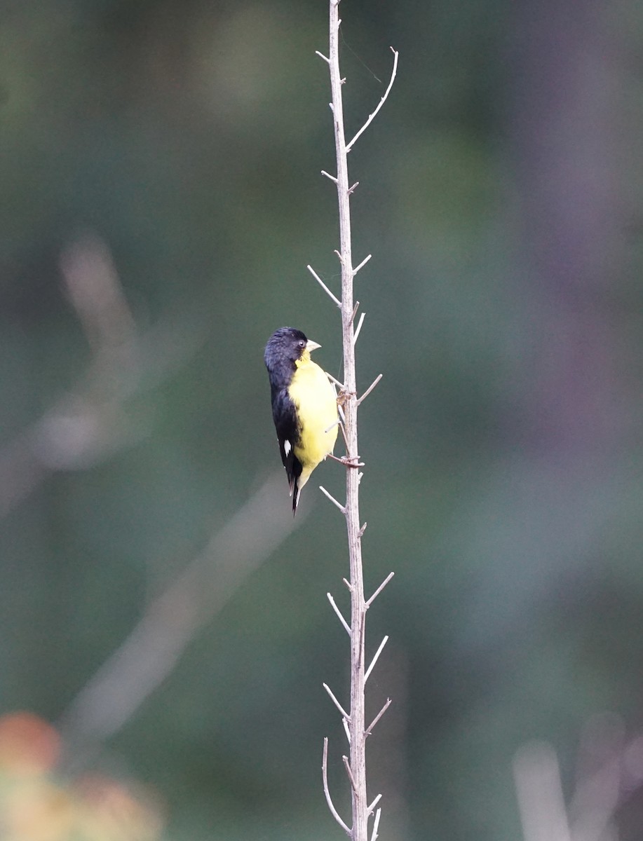 Lesser Goldfinch - ML623129310