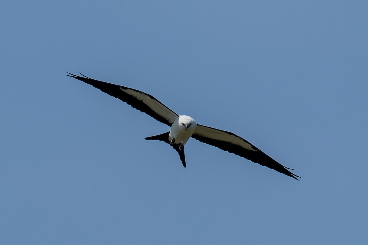 Swallow-tailed Kite - ML623129347