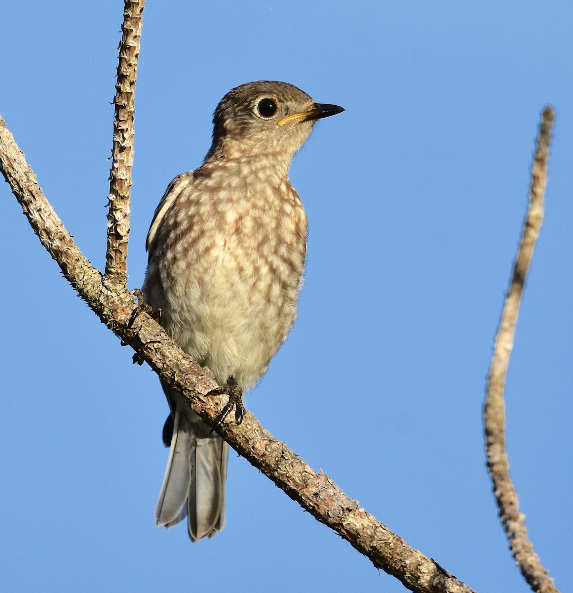 Eastern Bluebird - ML623129355