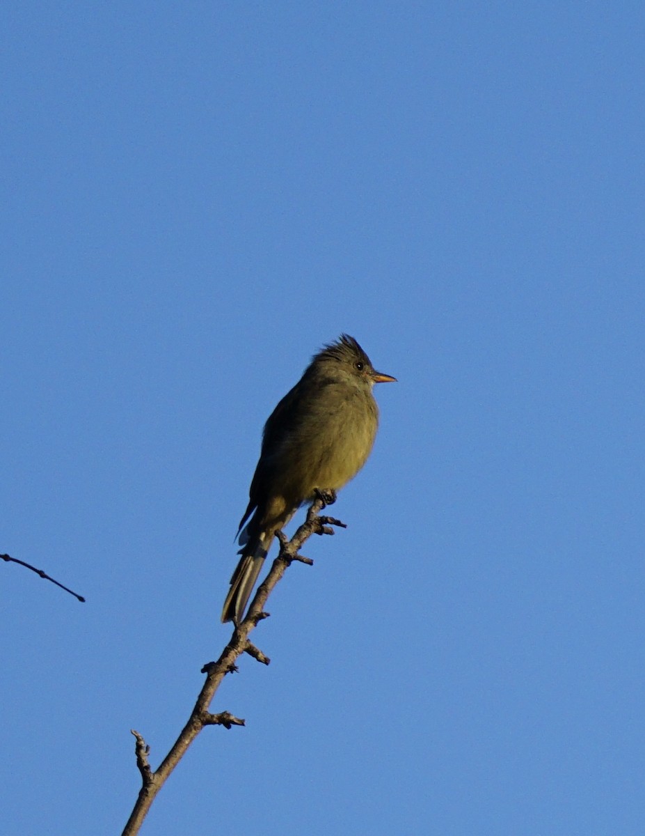 Greater Pewee - ML623129360