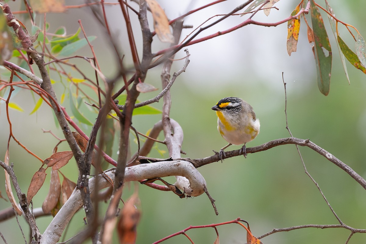 Striated Pardalote (Eastern) - ML623129424