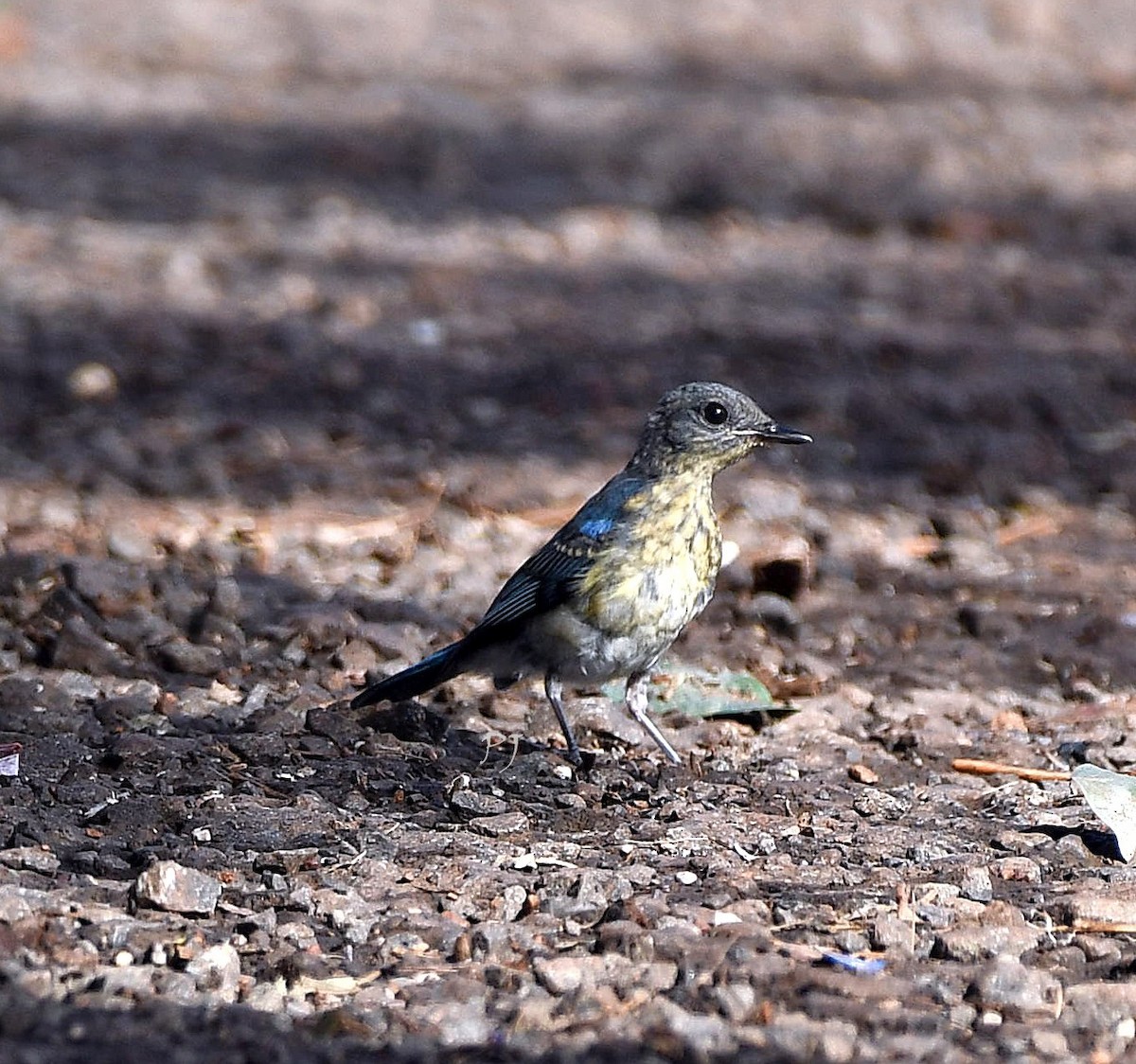 Tickell's Blue Flycatcher - ML623129456