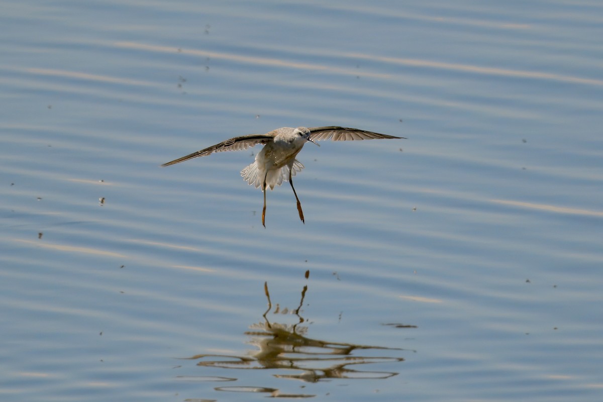 Wilson's Phalarope - ML623129460