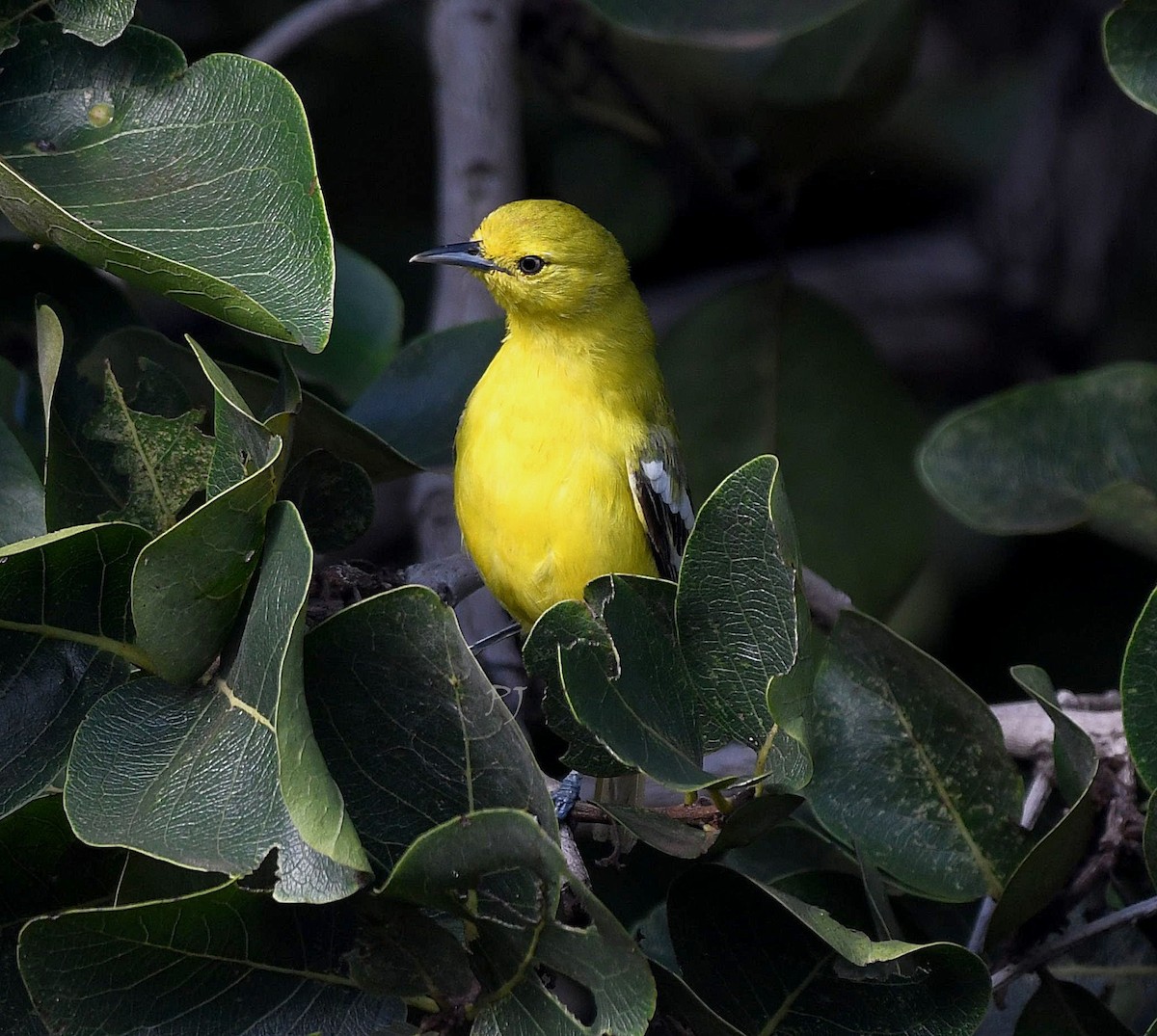 Common Iora - ML623129464