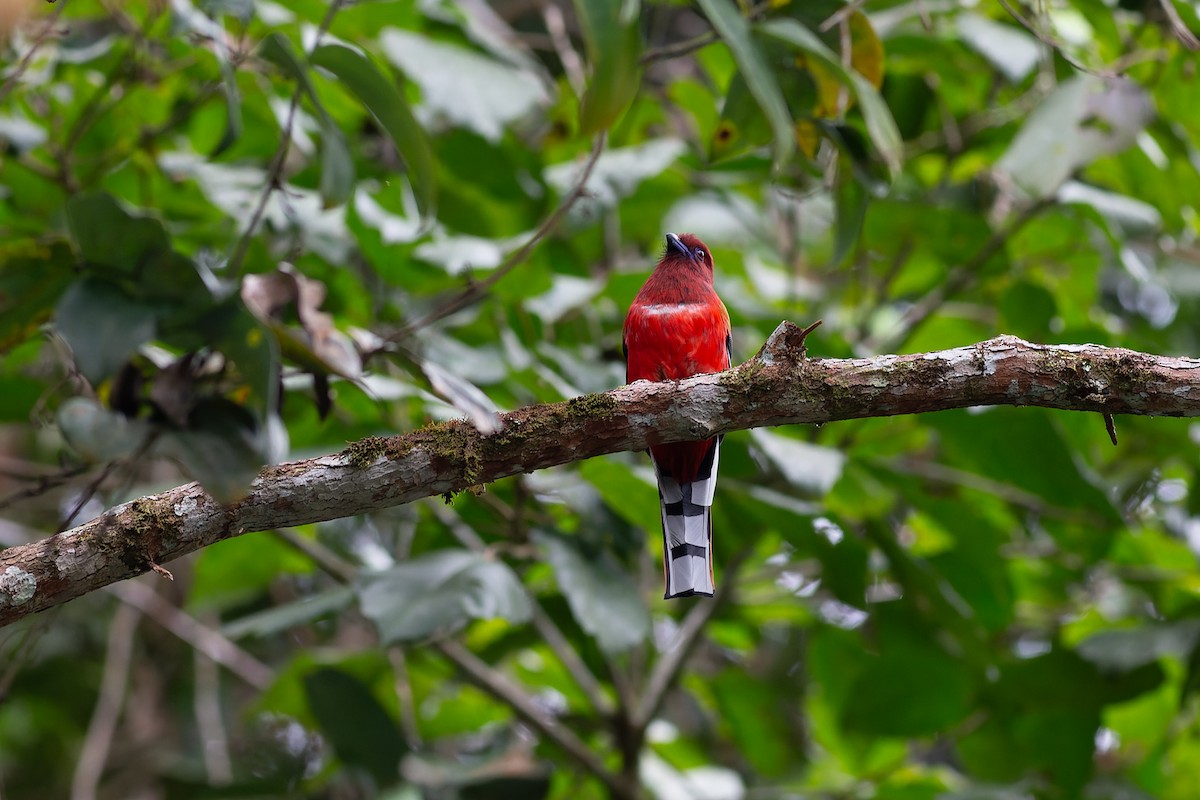 Red-headed Trogon - ML623129475