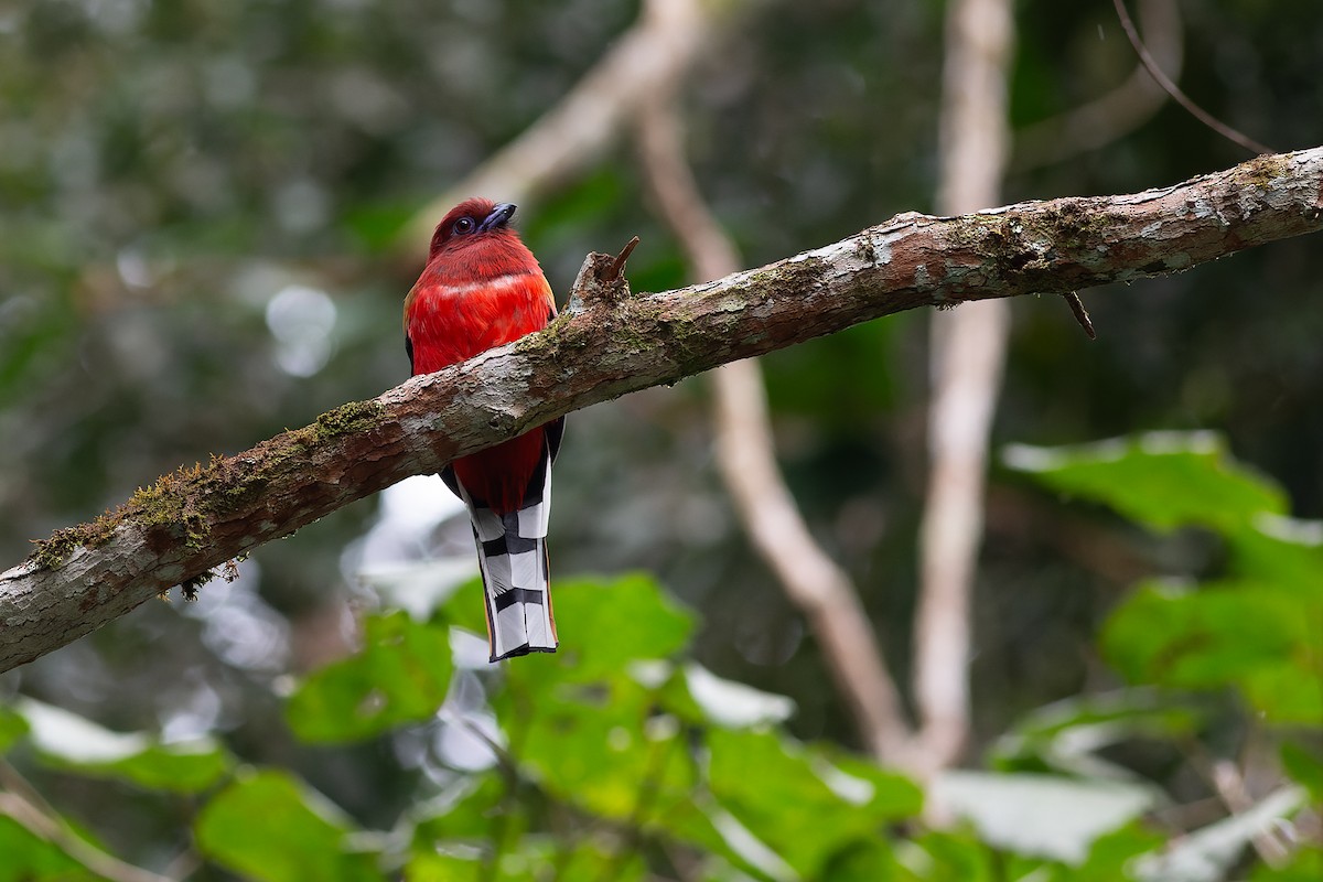 Red-headed Trogon - ML623129476