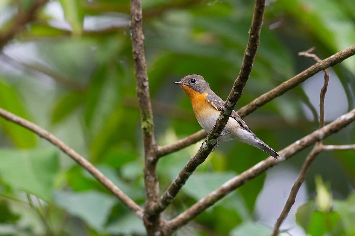 Mugimaki Flycatcher - ML623129478