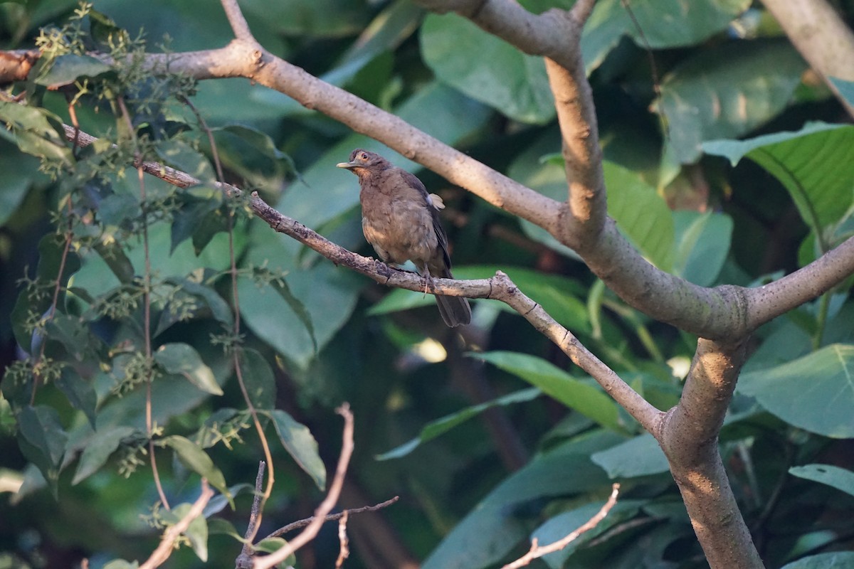 Clay-colored Thrush - ML623129492