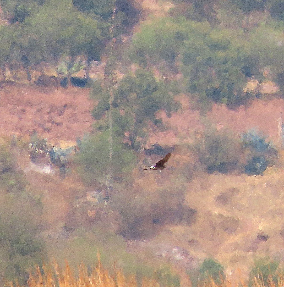 Cinereous Harrier - ML623129550