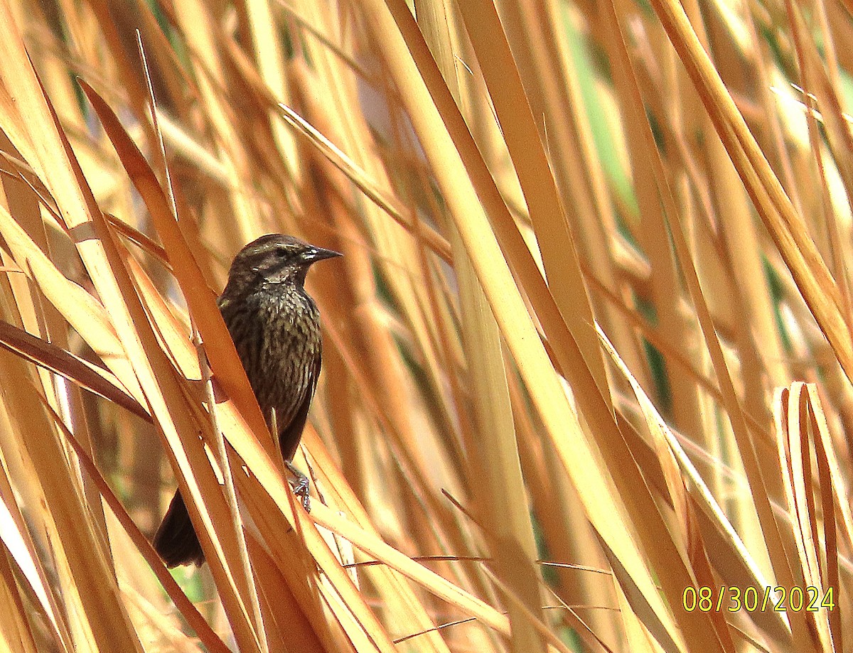 Yellow-winged Blackbird - Kathy Hart