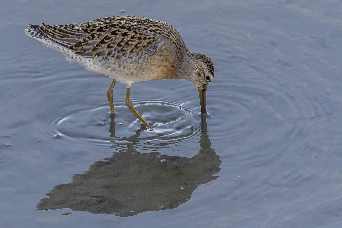 Short-billed Dowitcher - ML623129639