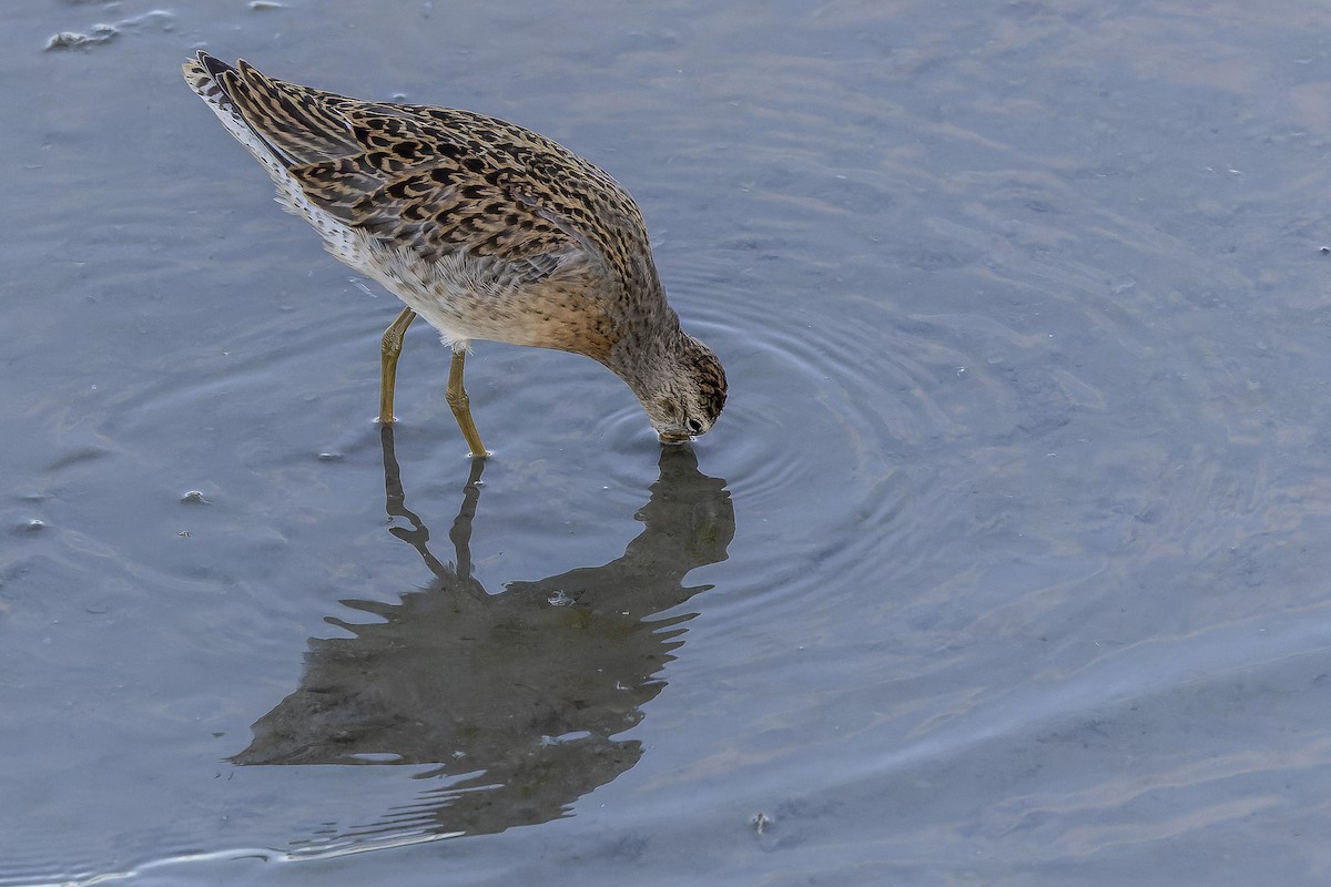 Short-billed Dowitcher - ML623129640