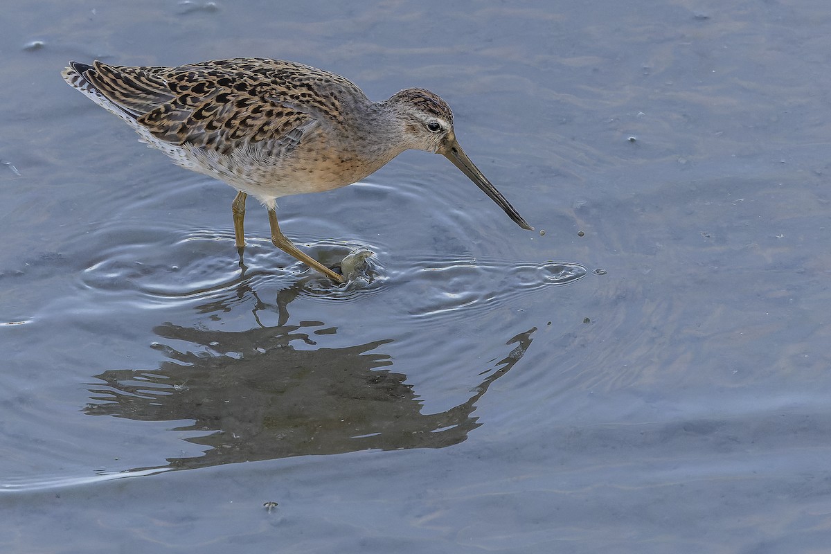 Short-billed Dowitcher - Joachim Bertrands | Ornis Birding Expeditions