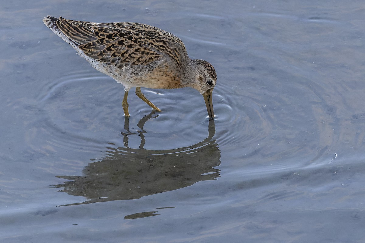 Short-billed Dowitcher - ML623129642