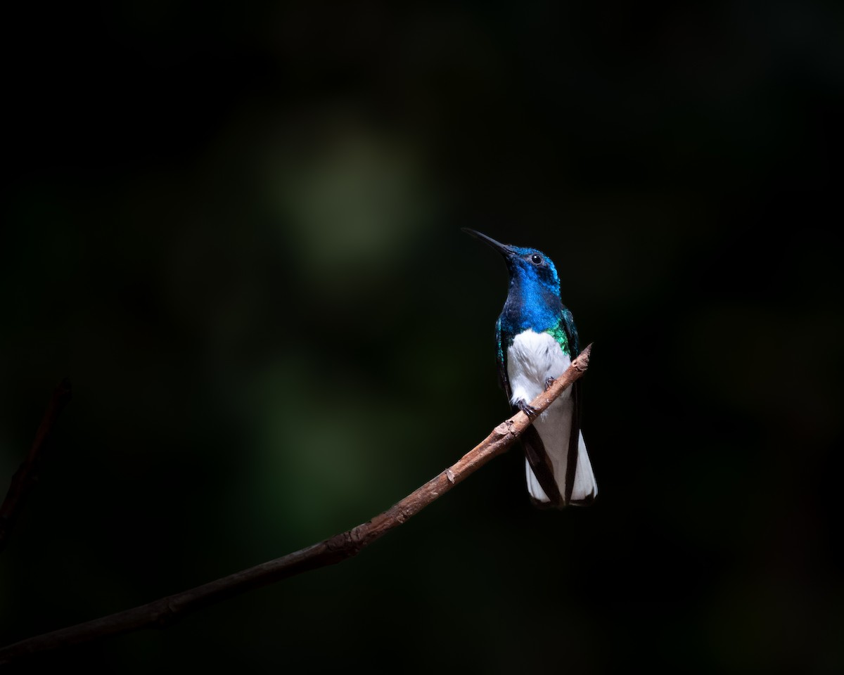 White-necked Jacobin - ML623129646