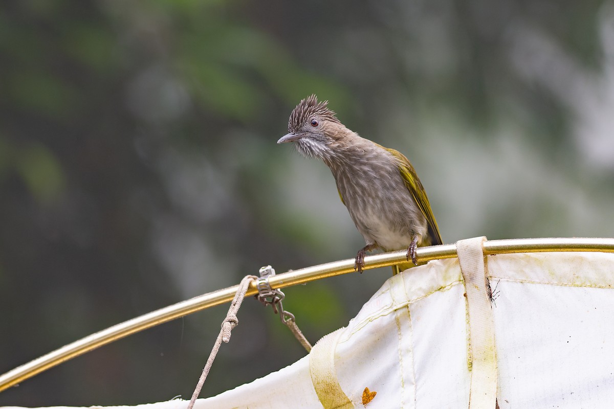 Mountain Bulbul - ML623129650