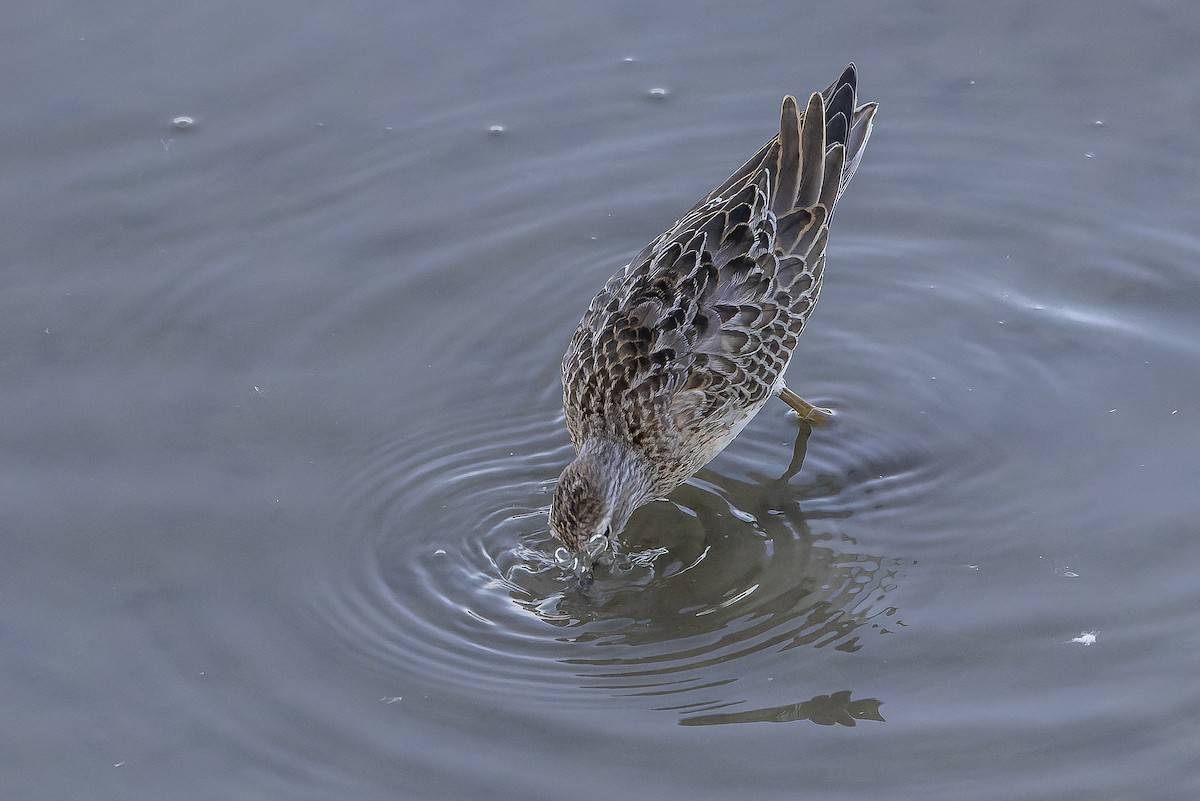 Stilt Sandpiper - Joachim Bertrands | Ornis Birding Expeditions