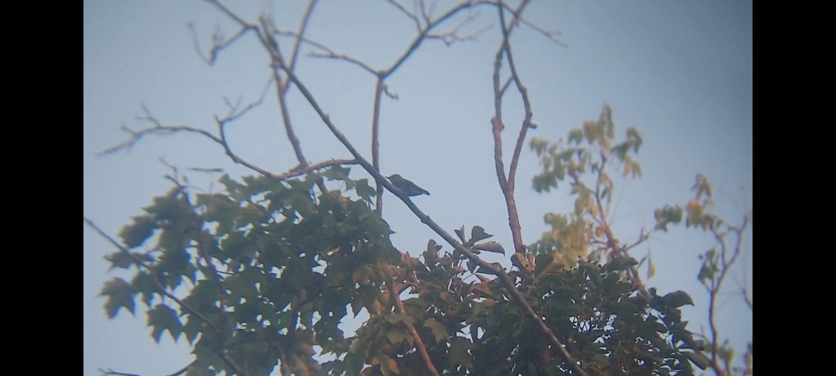 Eastern Wood-Pewee - ML623129669