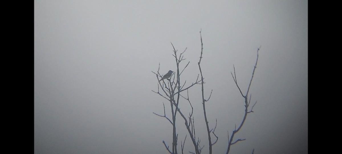 Eastern Wood-Pewee - ML623129670