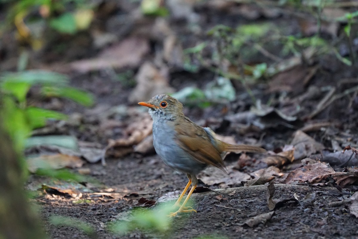 Orange-billed Nightingale-Thrush - ML623129675