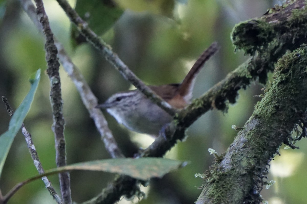 Cabanis's Wren - ML623129682