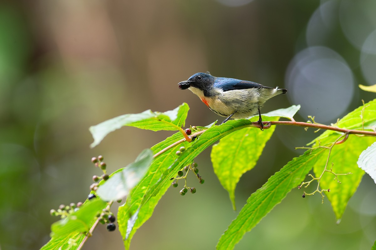 Fire-breasted Flowerpecker - ML623129740