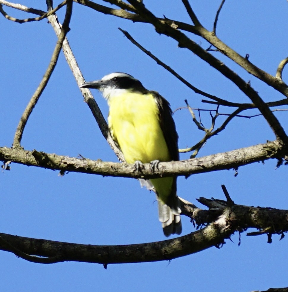 Boat-billed Flycatcher - ML623129752