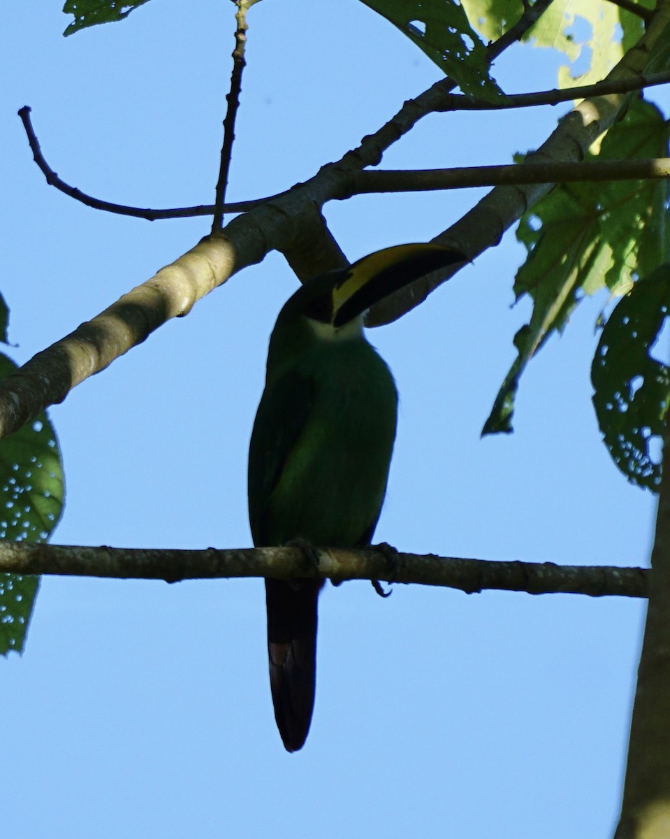 Northern Emerald-Toucanet - ML623129759