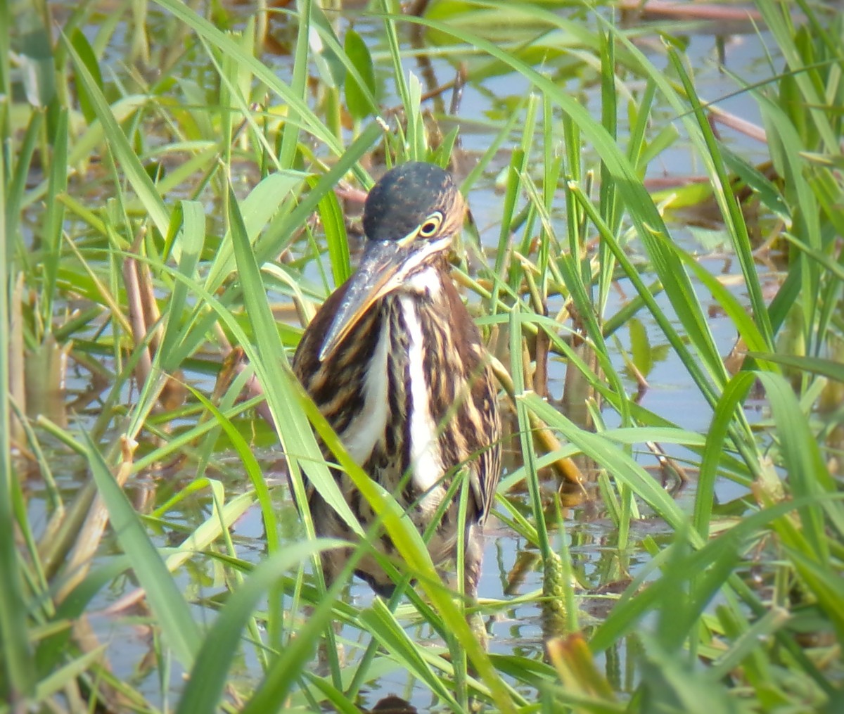 Green Heron - ML623129760