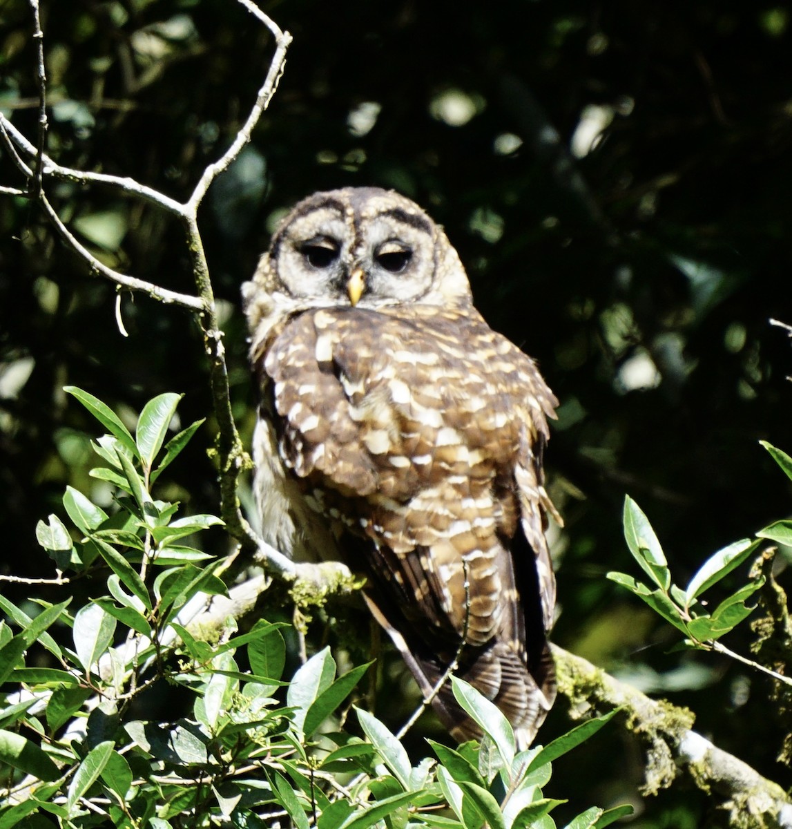 Fulvous Owl - ML623129768