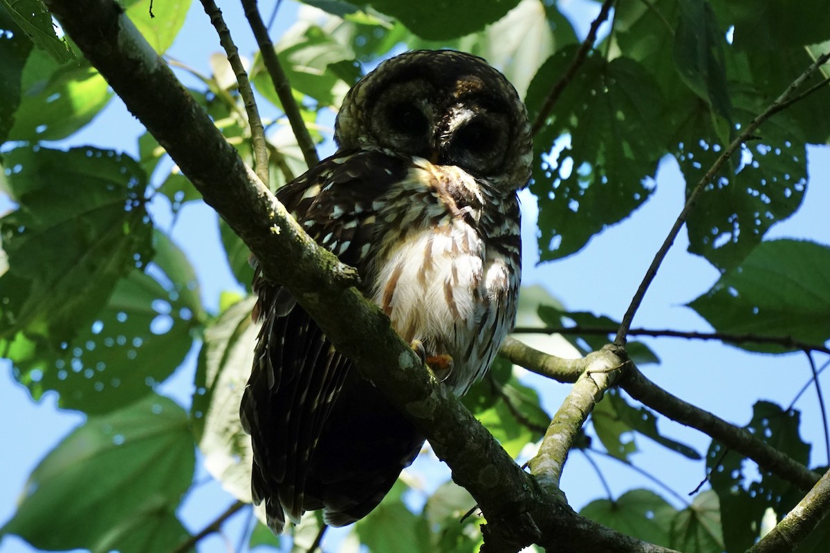 Fulvous Owl - Padrick Anderson