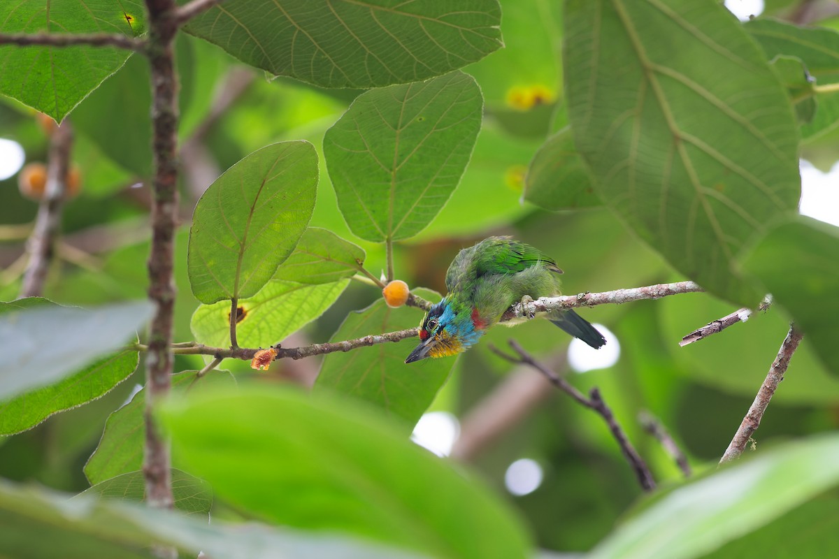 Black-browed Barbet - ML623129771