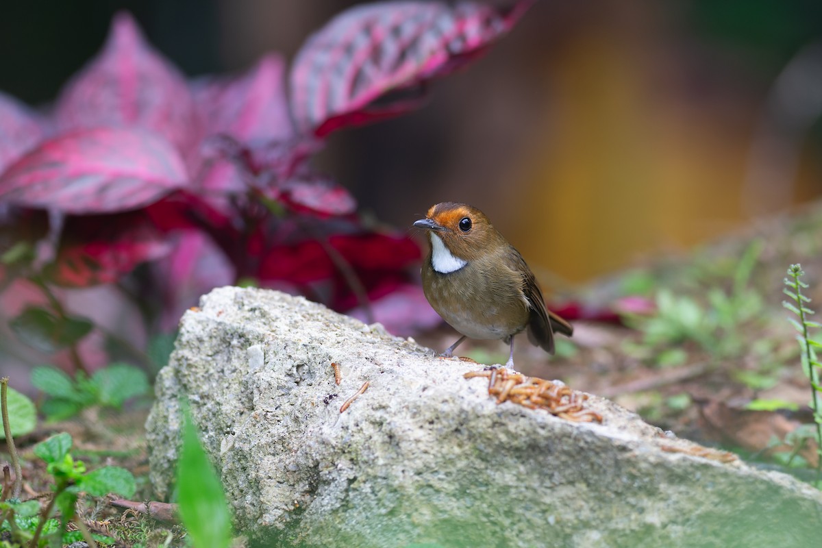 Rufous-browed Flycatcher - ML623129776