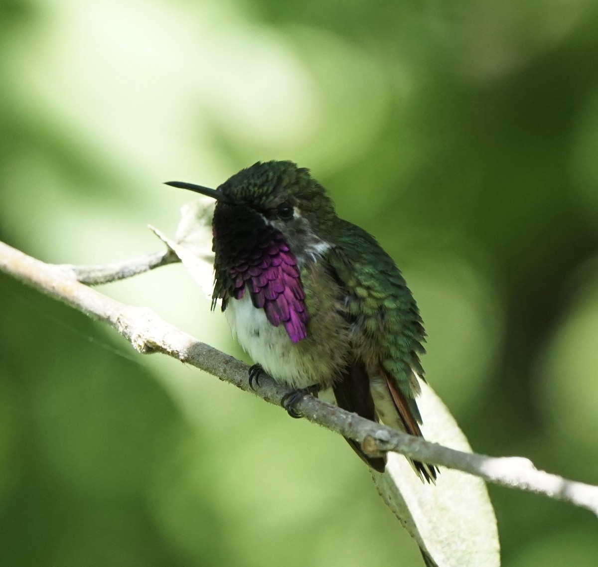 Wine-throated Hummingbird - Padrick Anderson