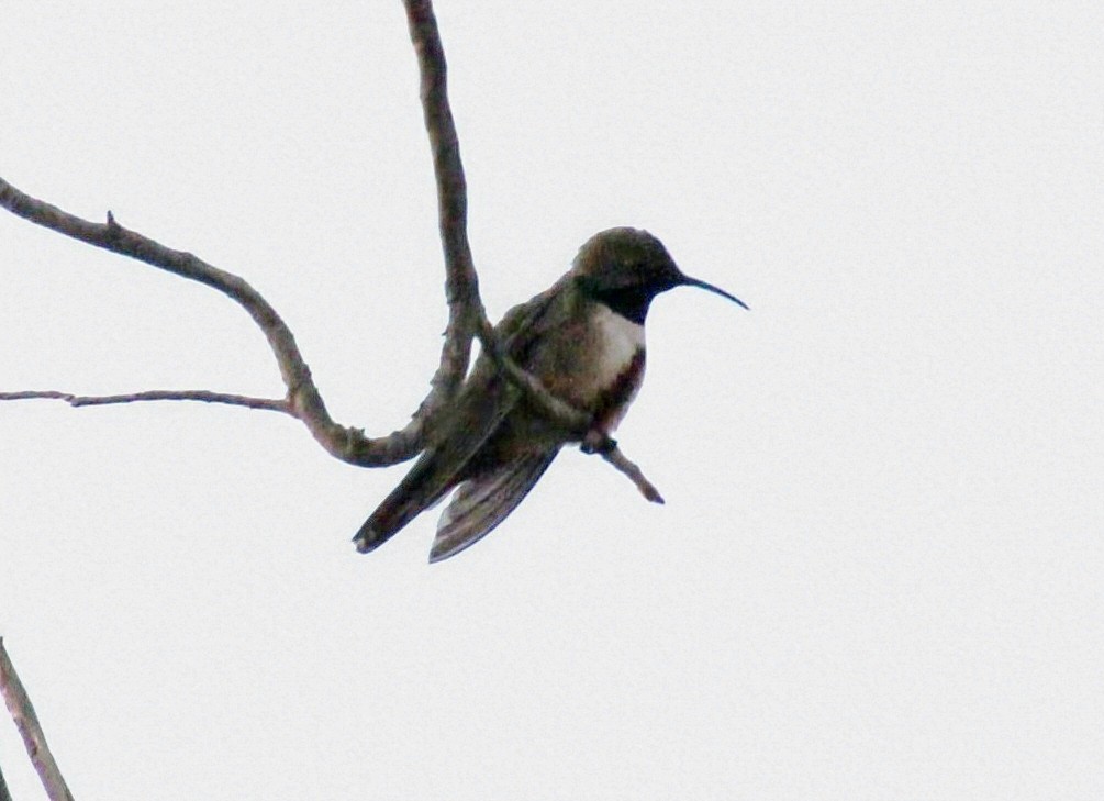 Andean Hillstar - María Eliana Obando