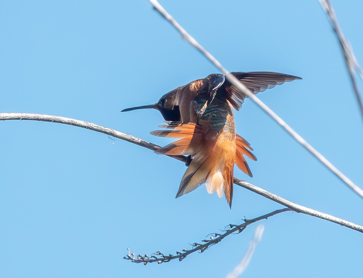 Allen's Hummingbird - ML623129826