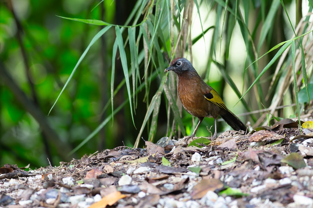 Malayan Laughingthrush - ML623129835