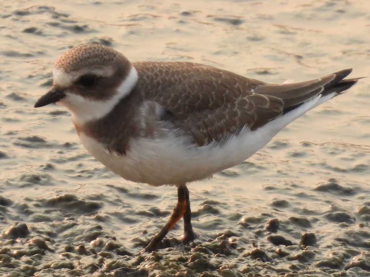 Semipalmated Plover - ML623129907