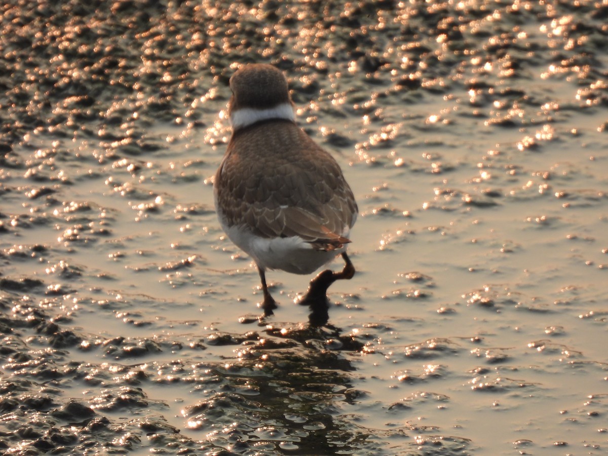 Semipalmated Plover - ML623129908