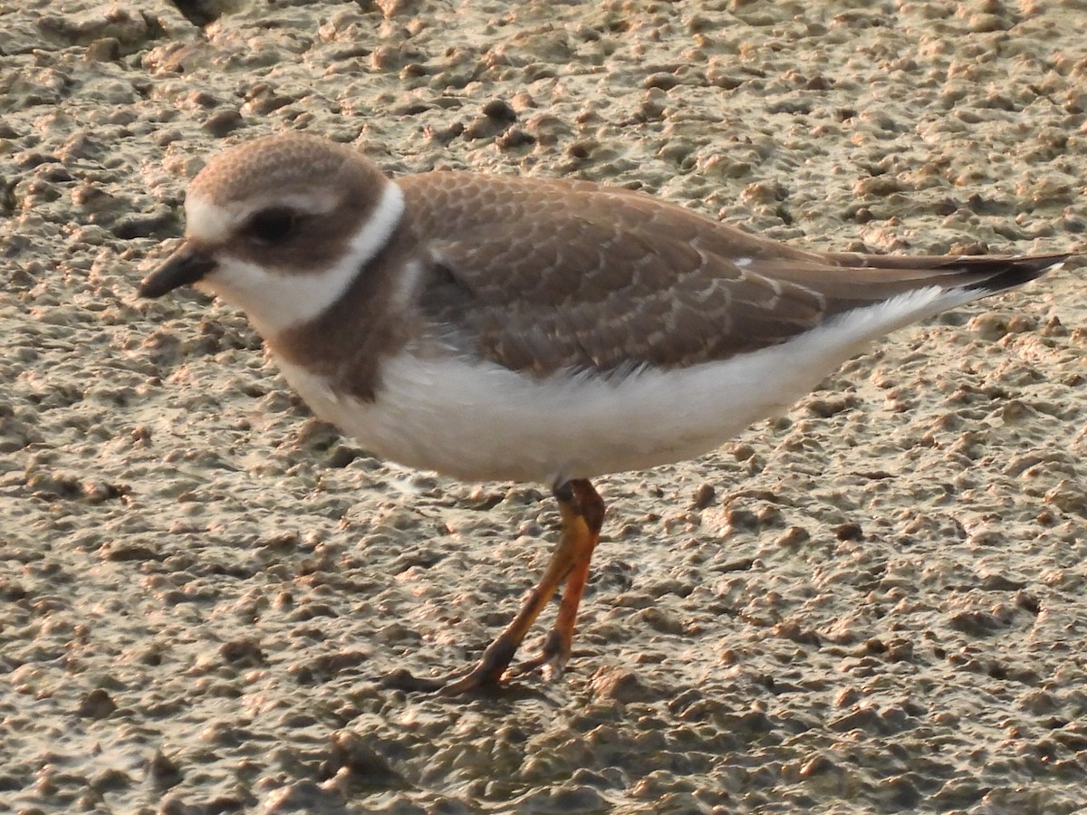 Semipalmated Plover - Denise Hughes