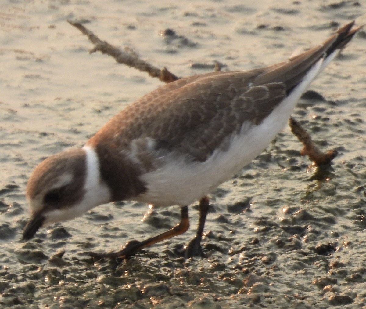 Semipalmated Plover - ML623129910