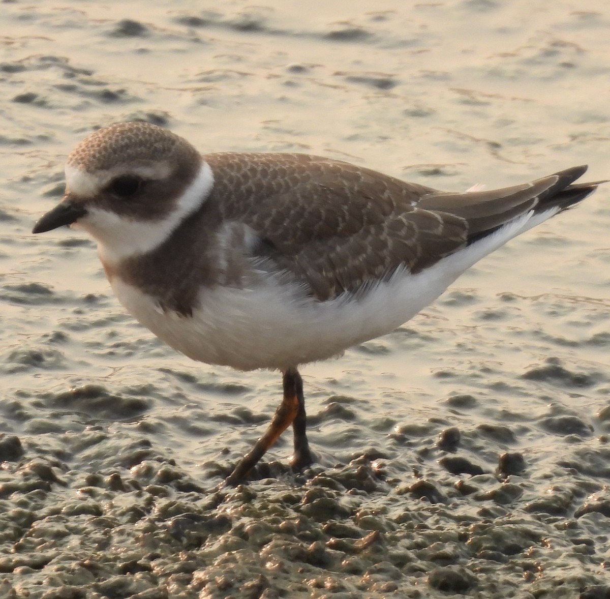 Semipalmated Plover - ML623129911