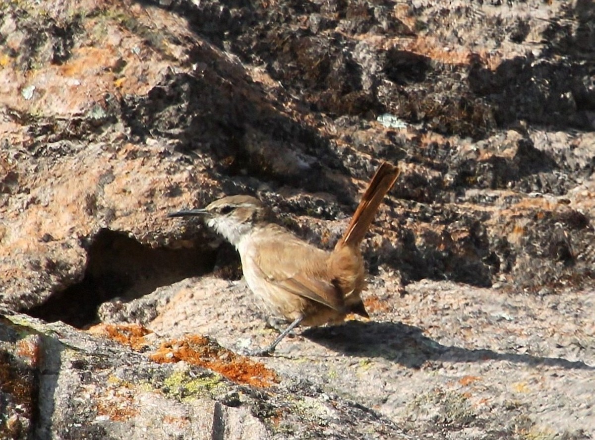 Straight-billed Earthcreeper - ML623129927