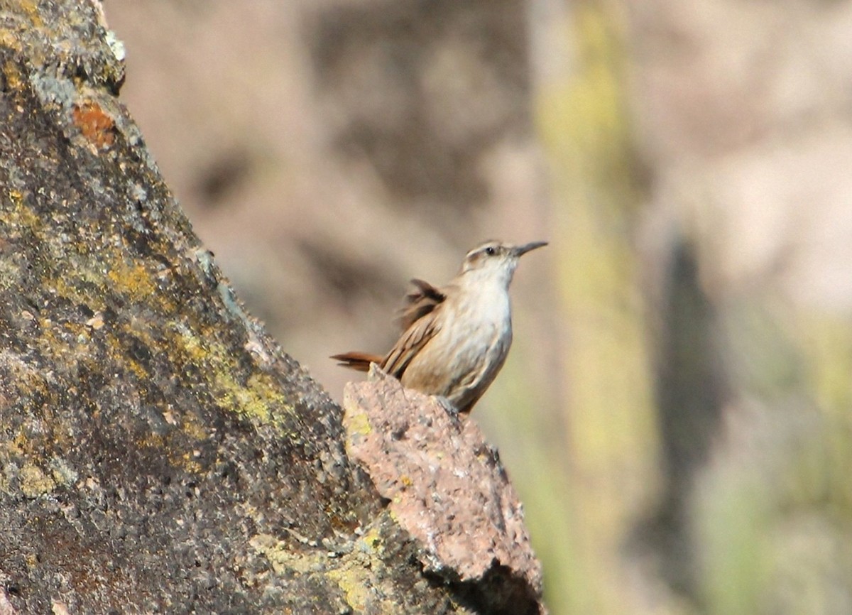 Straight-billed Earthcreeper - ML623129928