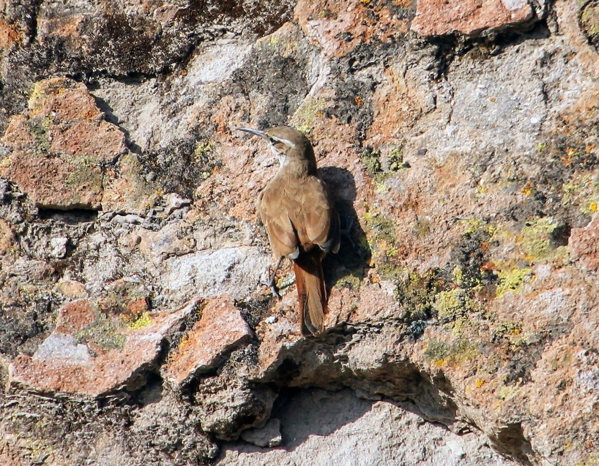 Straight-billed Earthcreeper - ML623129929