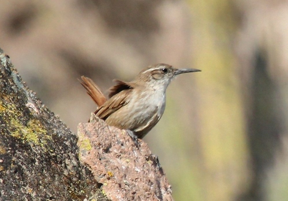 Straight-billed Earthcreeper - ML623129930